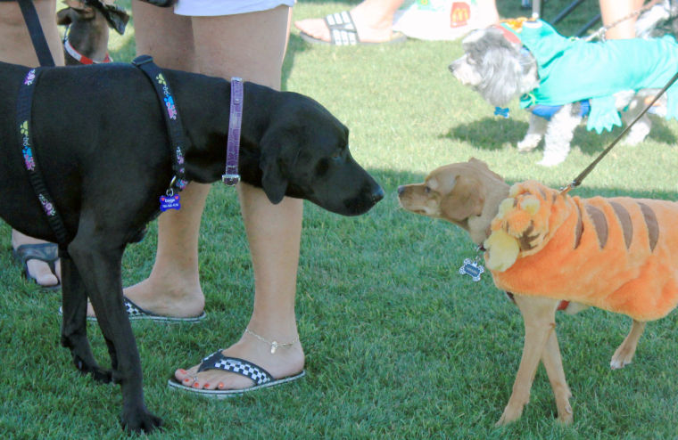 Ahwatukee Family Dog Show